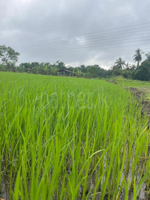 ඉඩමක් විකිනීමට