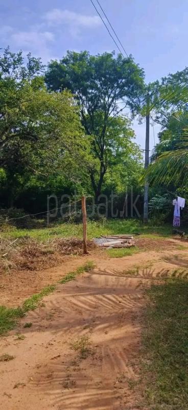 Commercial Land for Sale in Kataragama ads-image-1