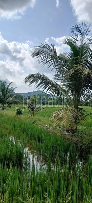 Agricultural Land for Sale in Kataragama