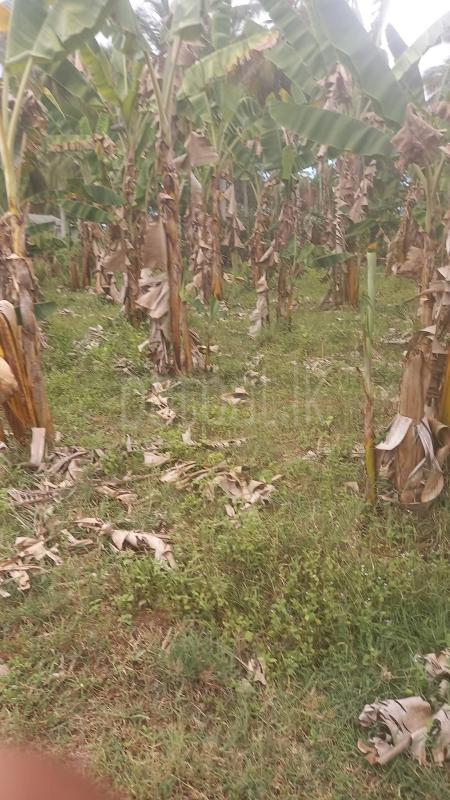 Commercial Land for Sale in Weeraketiya