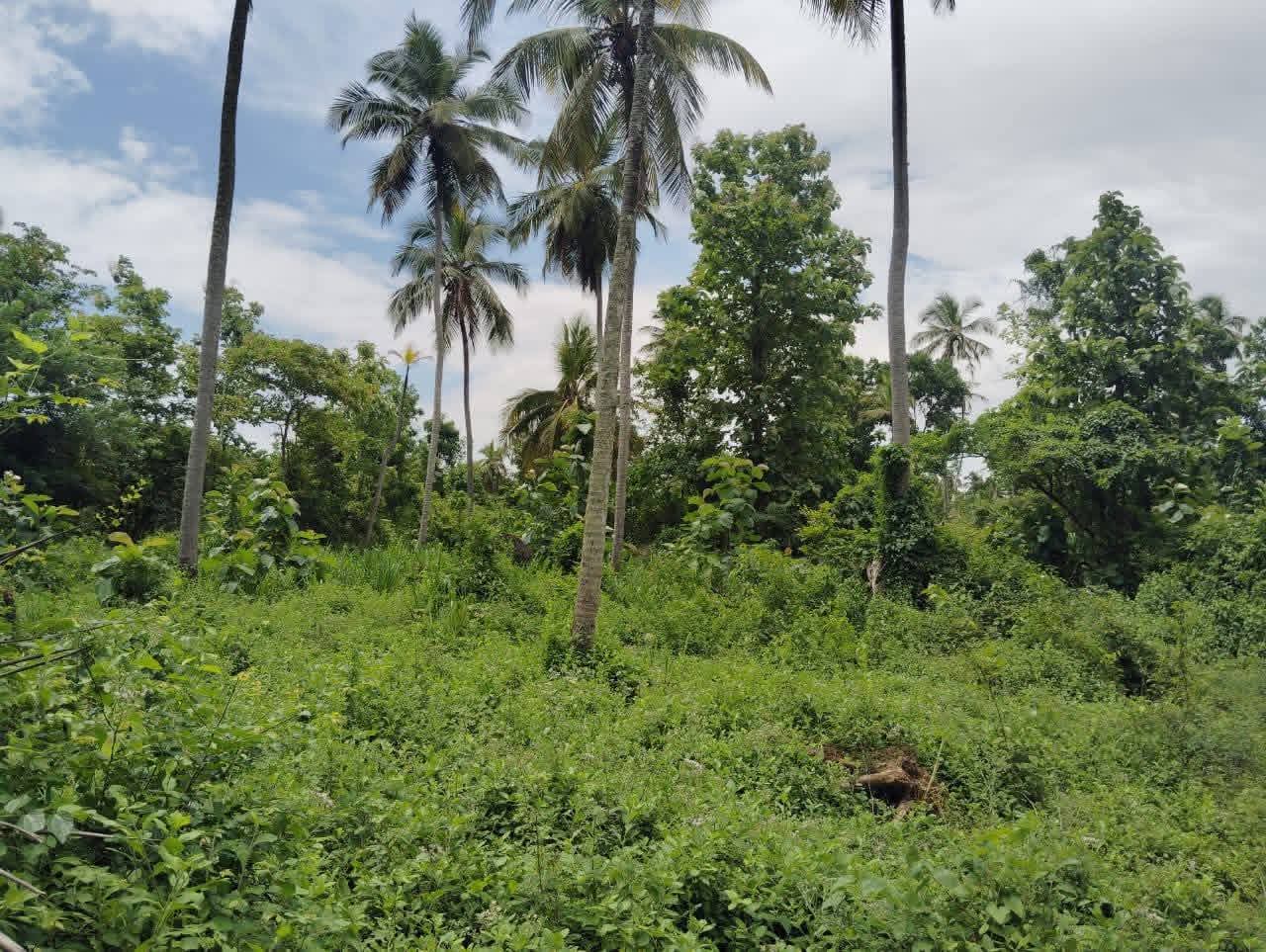 Agricultural Land for Sale in Wellawa