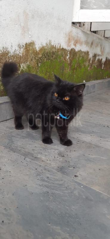 Persian Cat ads-image-1