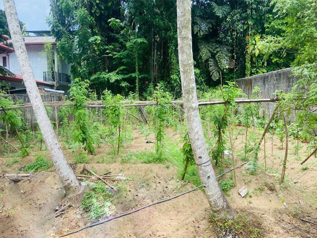 Agricultural Land for Sale in Horana