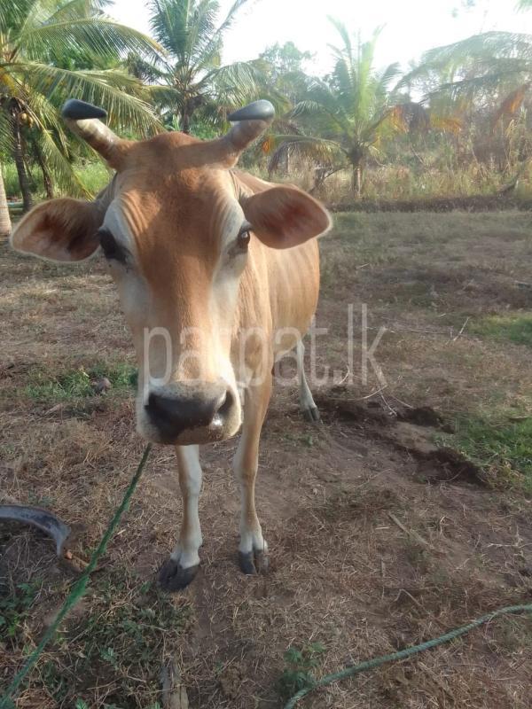 Advertisement image 6