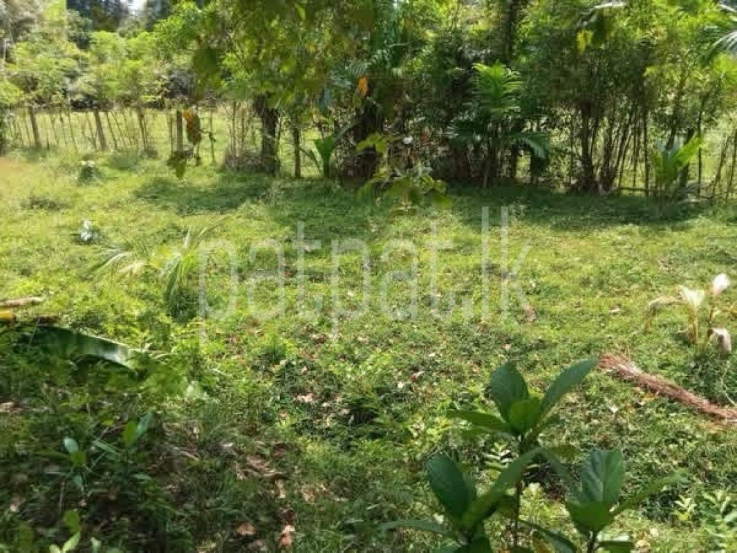 Residential Land for Sale in Gampaha ads-image-1