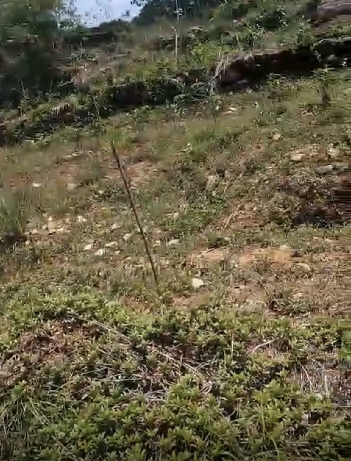 Agricultural Land for Sale in Avissawella