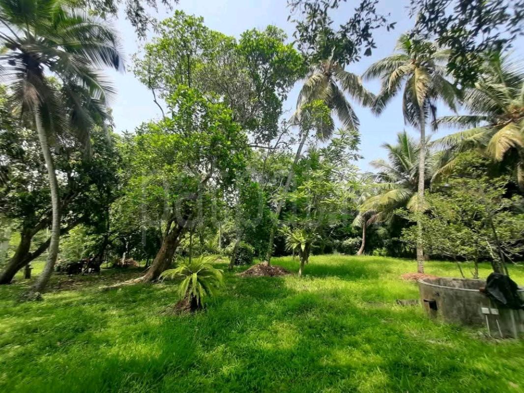 Residential Land for Sale in Raddolugama
