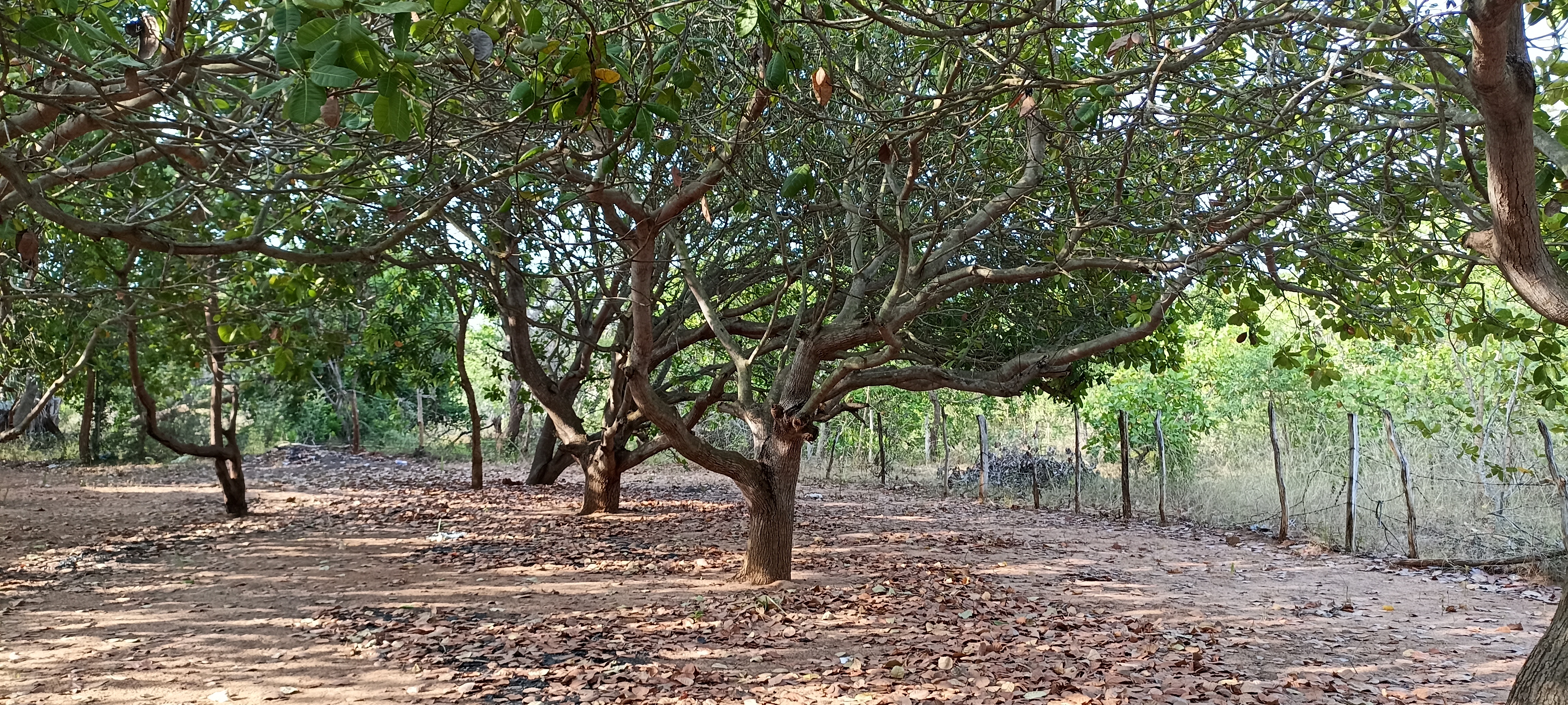 Residential Land for Sale in Puttalam