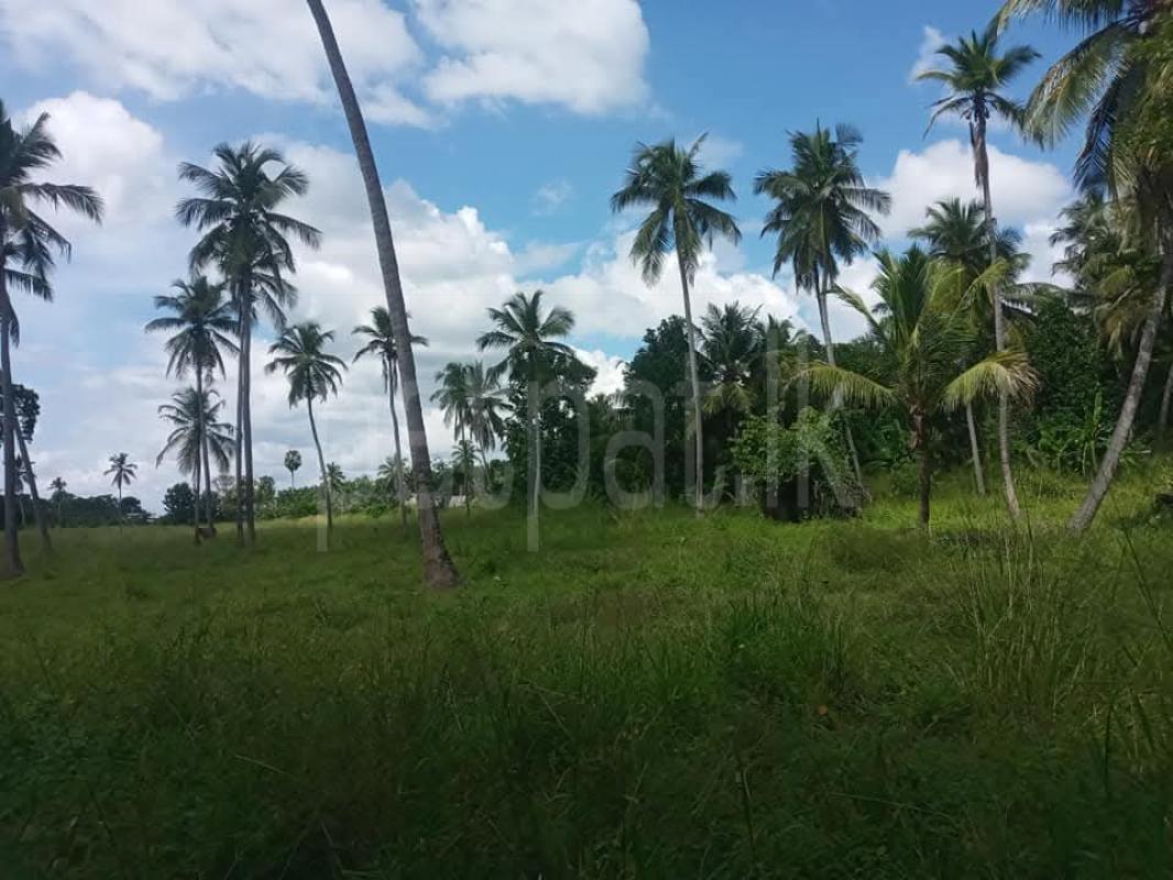 Agricultural Land for Sale in Wariyapola