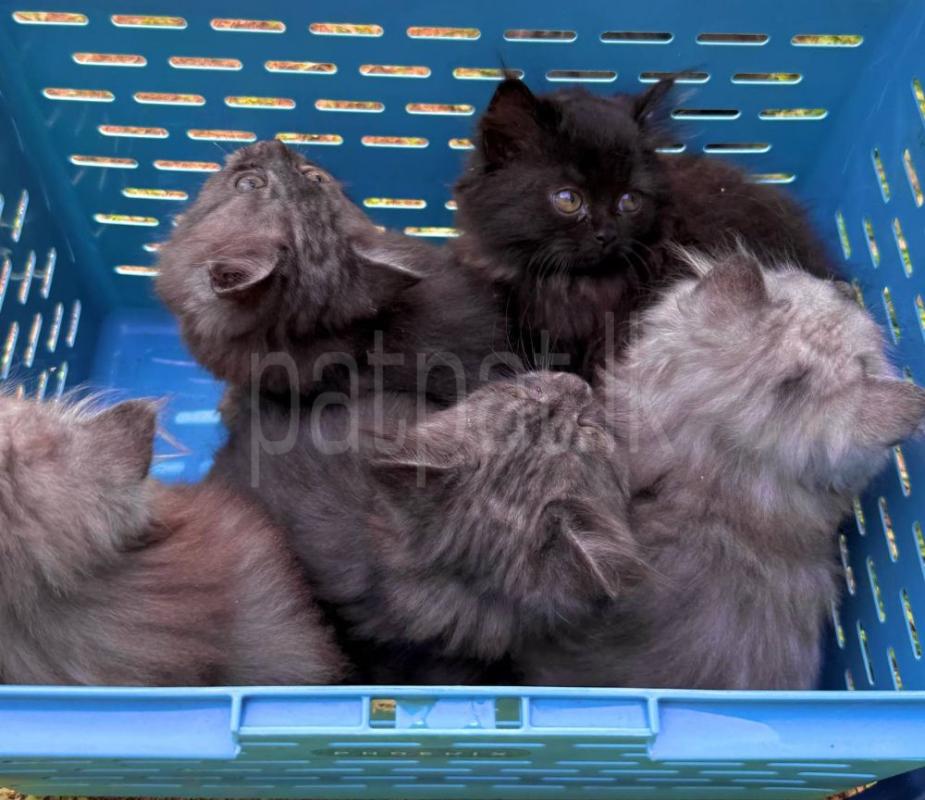 Persian kittens ads-image-1