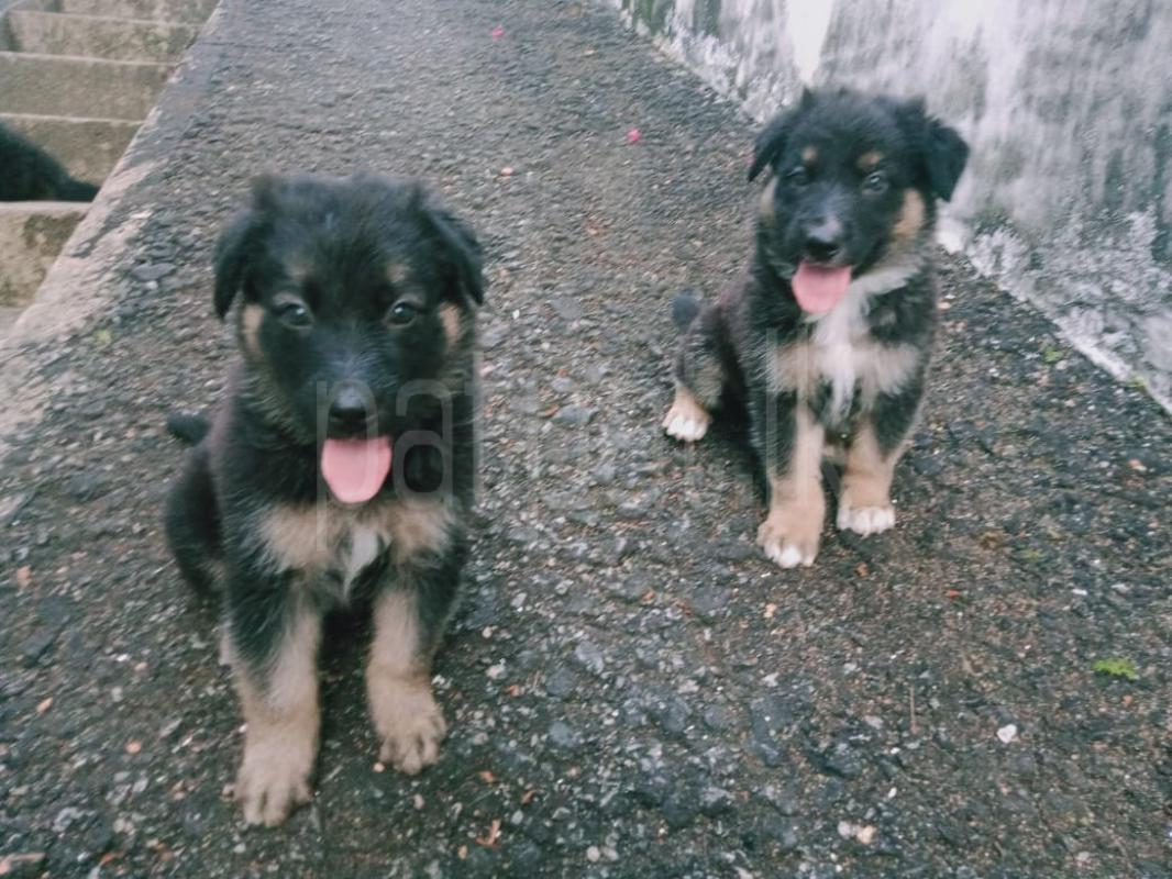 Long Coat German Shepherd Puppies ads-image-1