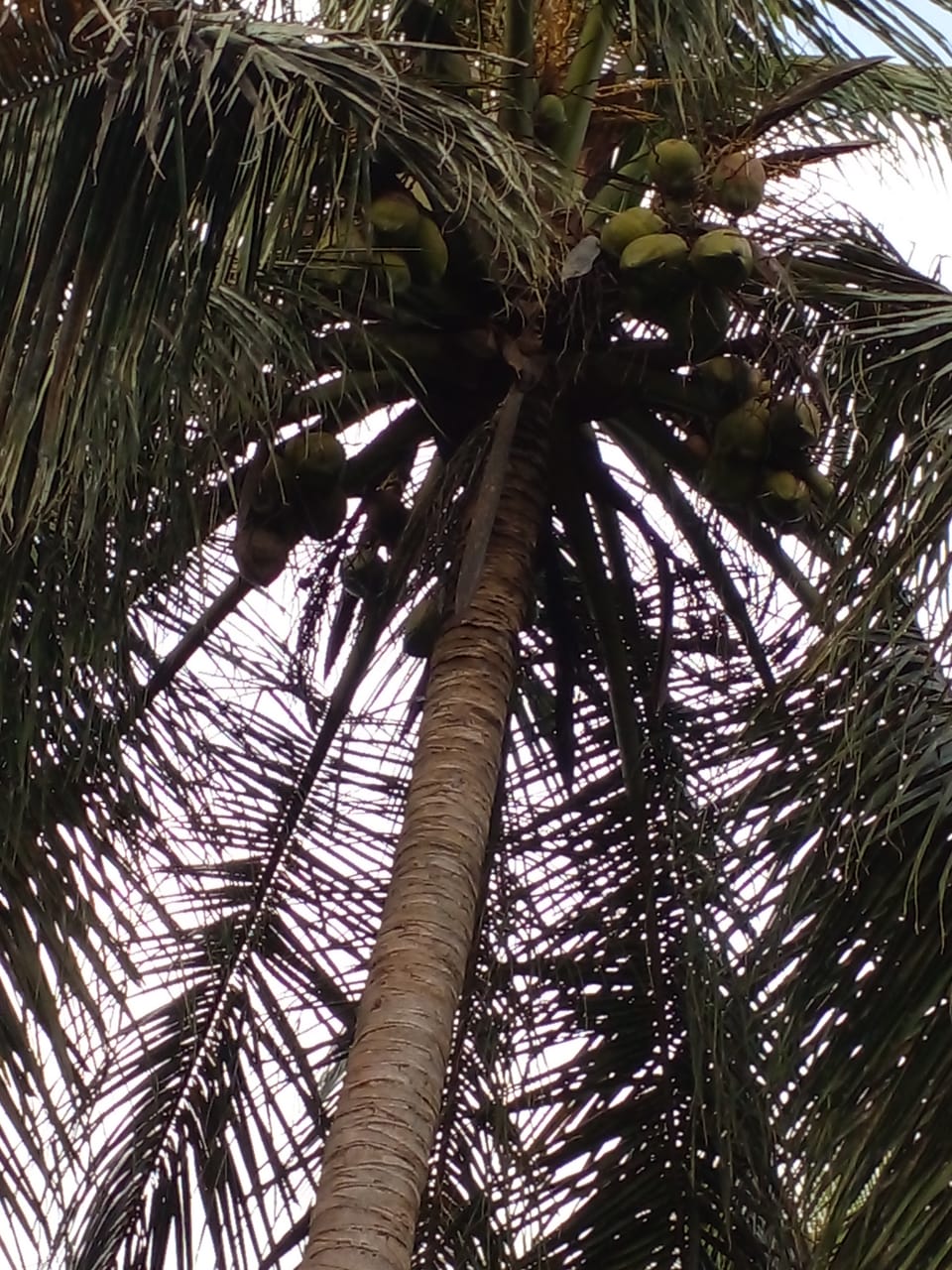  Land for Sale in Anuradhapura