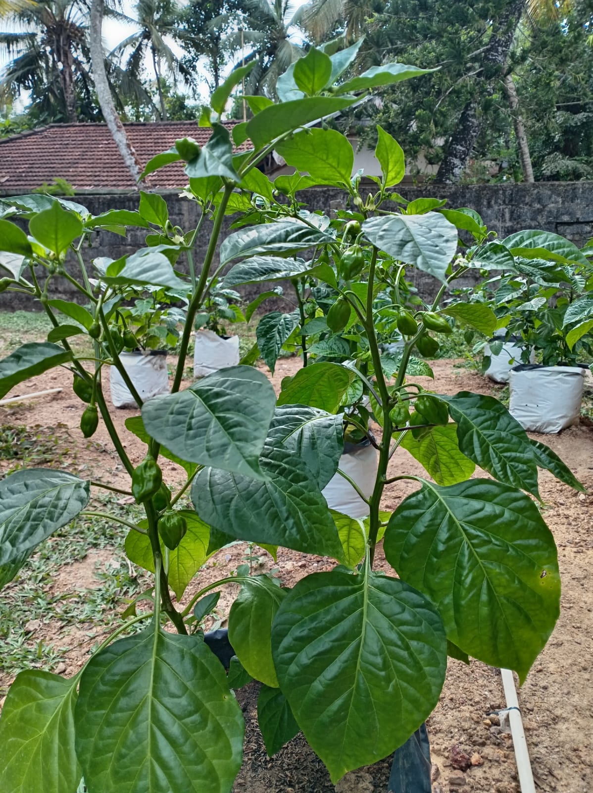 dark green scotch bonnet plants