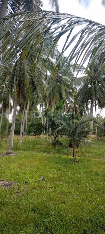 Agricultural Land for Sale in Nikaweratiya