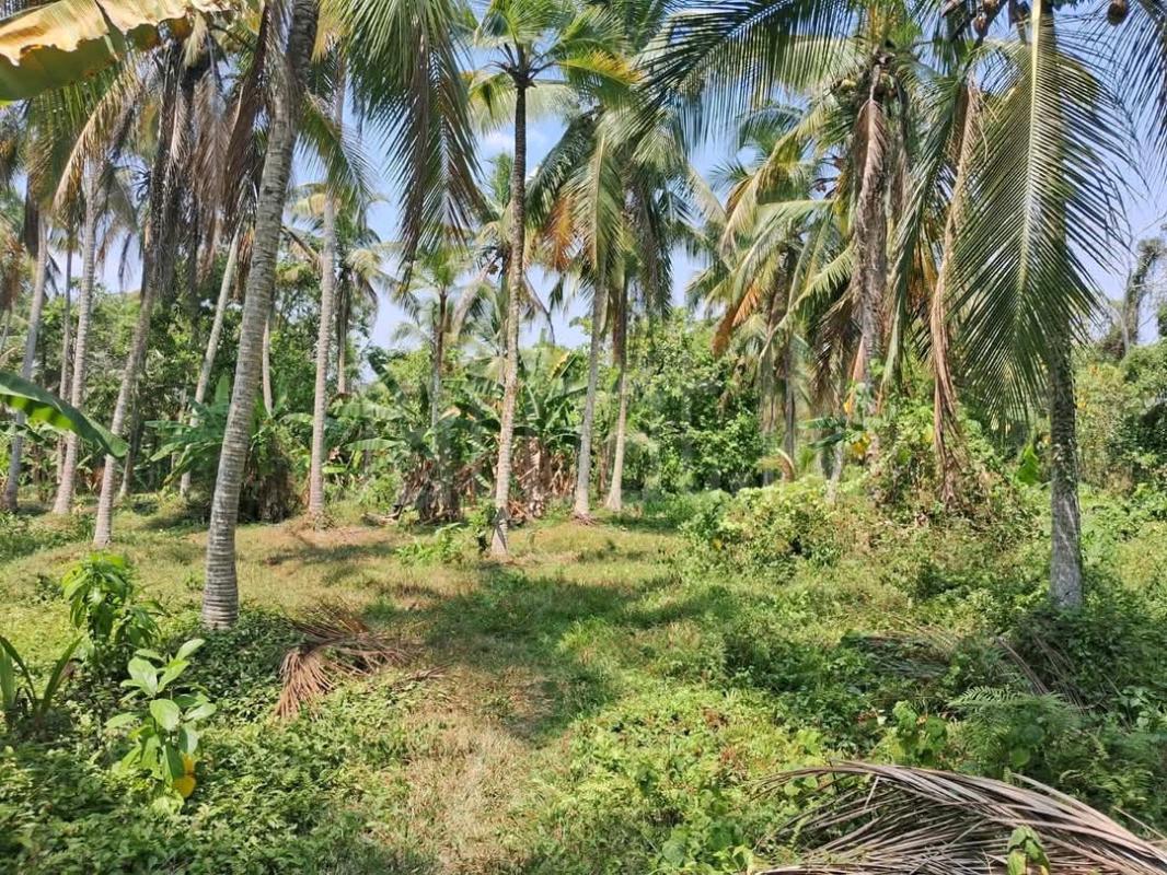 Agricultural Land for Sale in Maho ads-image-1