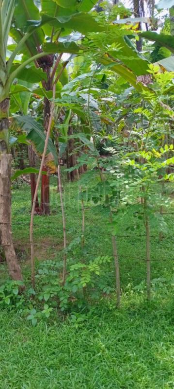 Agricultural Land for Sale in Kurunegala