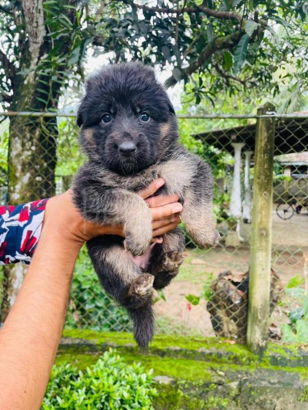 😍 German shepherd female පැටවුන් ads-image-1