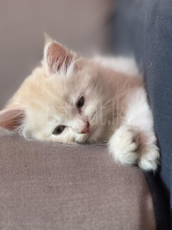 Persian cat
