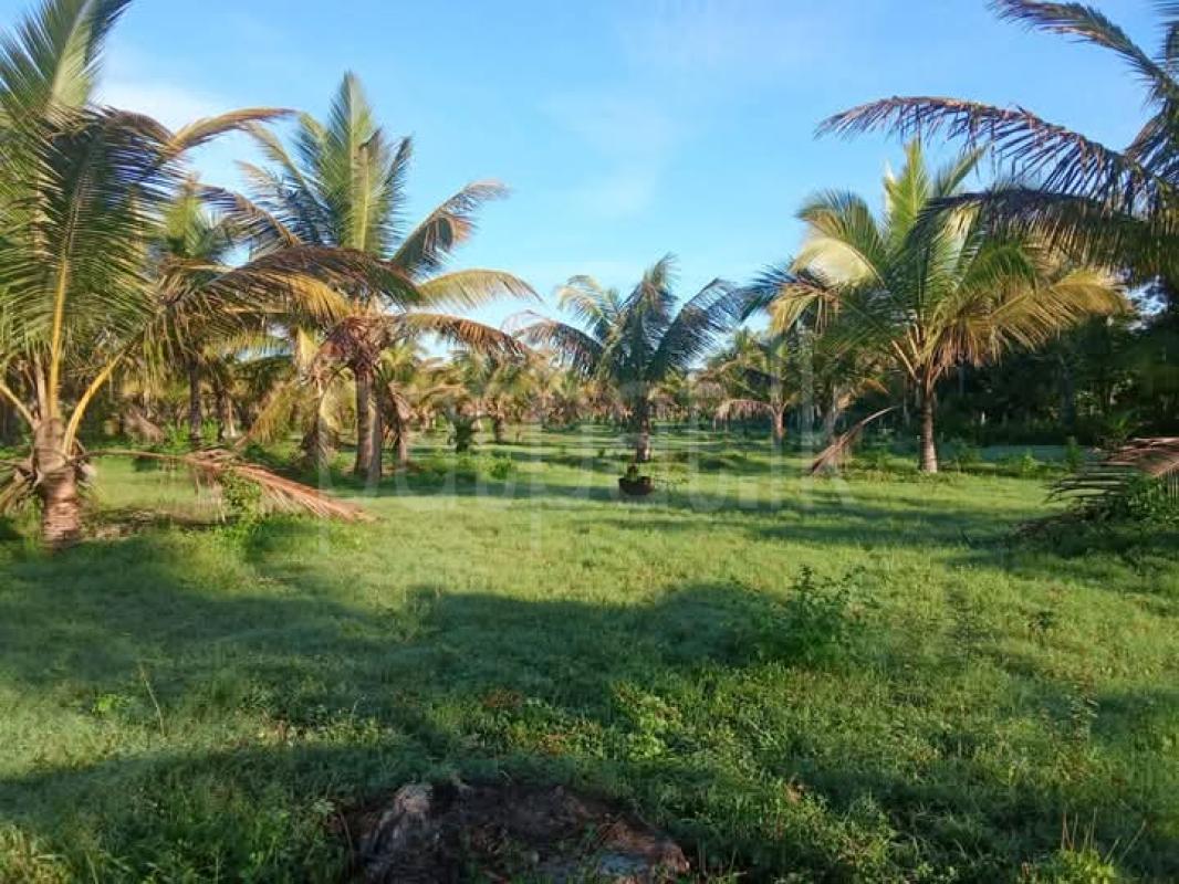 Commercial Land for Sale in Anamaduwa