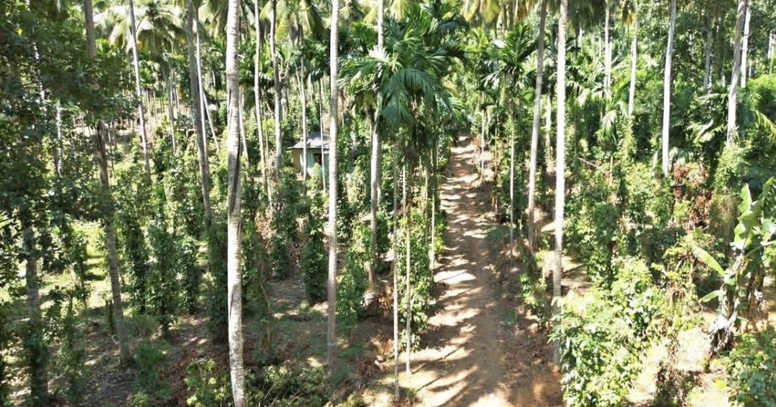 Commercial Land for Sale in Kundasale