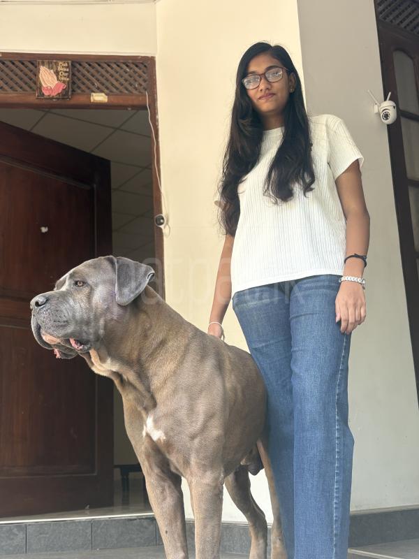 For Studs (Cane corso Italiano)