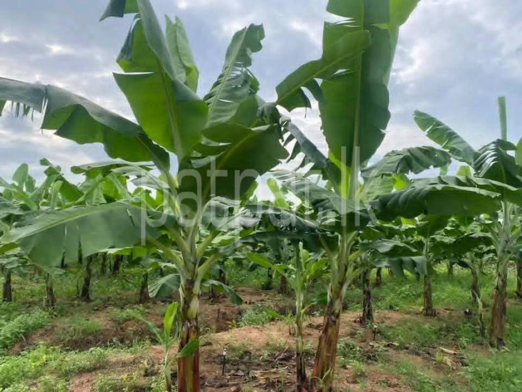 Agricultural Land for Sale in Katunayake