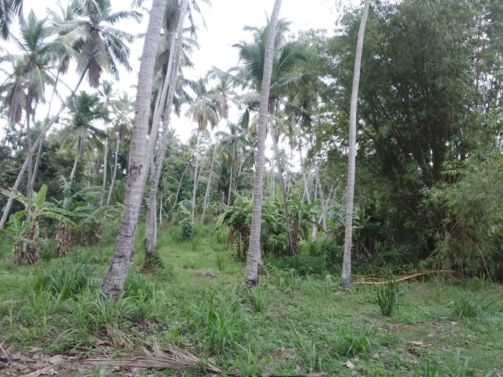 Agricultural Land for Sale in Narangoda
