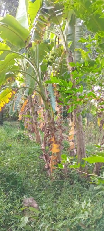 Agricultural Land for Sale in Kurunegala ads-image-1