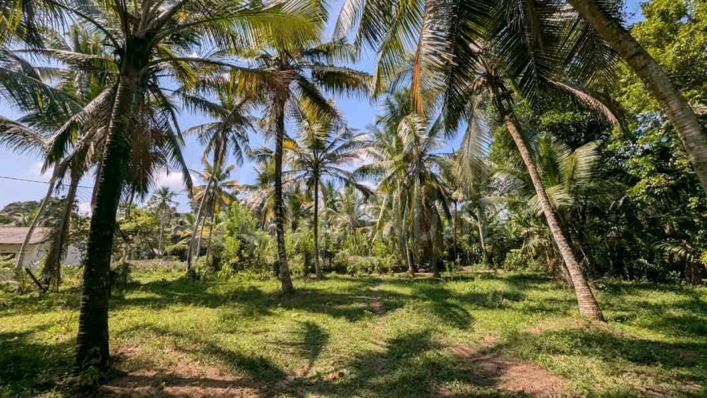 Agricultural Land for Sale in Maho ads-image-1