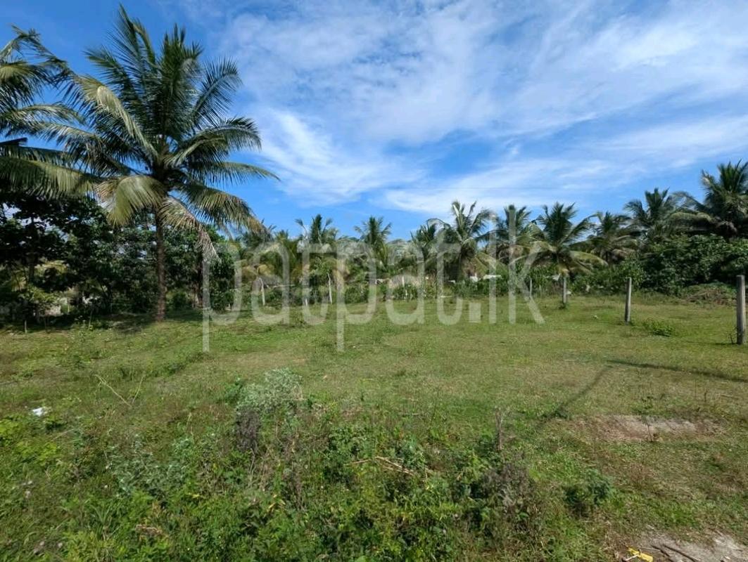 Agricultural Land for Sale in Pamunuwatta