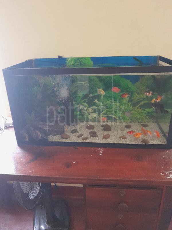 Fish tank