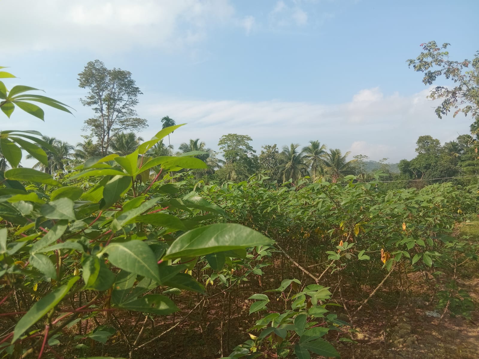 Agricultural Land for Sale in Horana