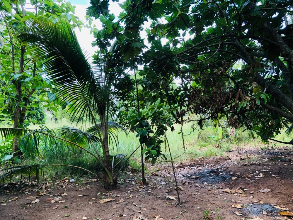 Residential Land for Sale in Anuradhapura