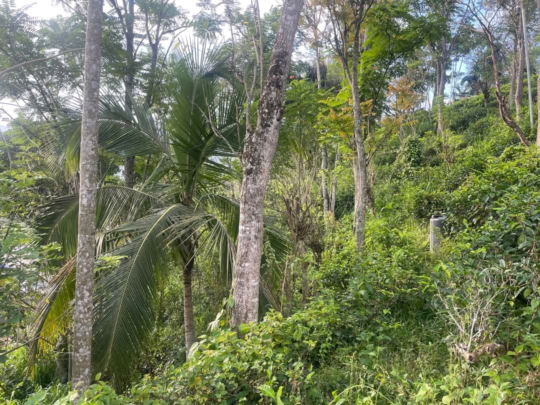 Agricultural Land for Sale in Badulla ads-image-1