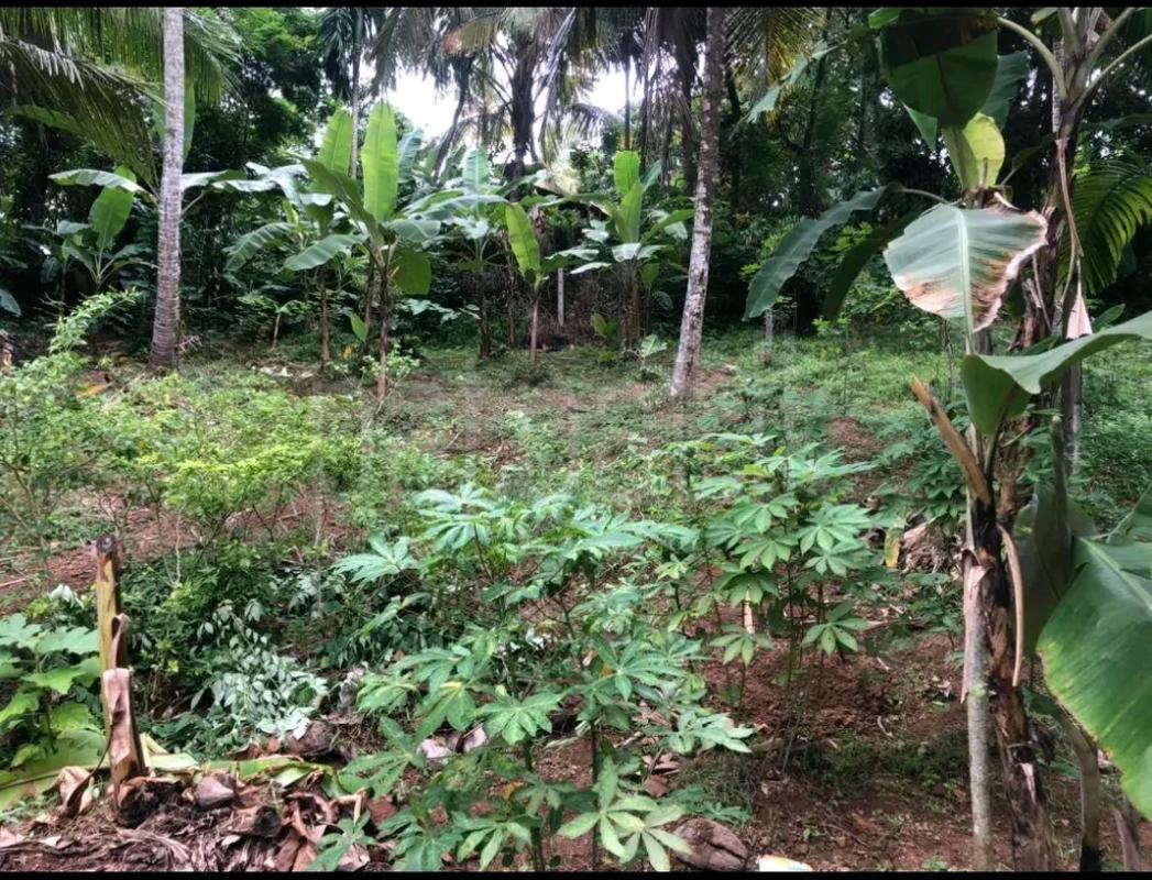 Residential Land for Sale in Avissawella ads-image-1