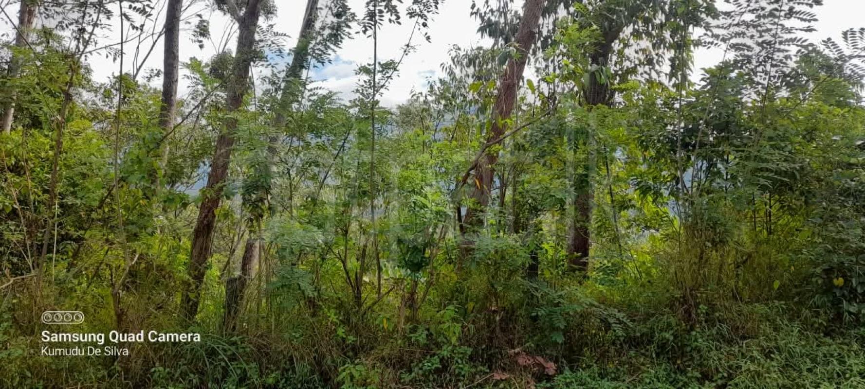 Agricultural Land for Sale in Belihuloya