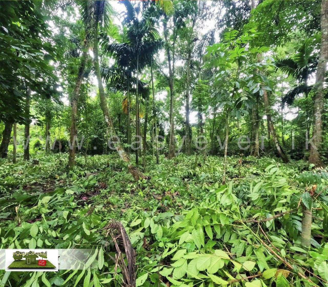 Agricultural Land for Sale in Dambulla