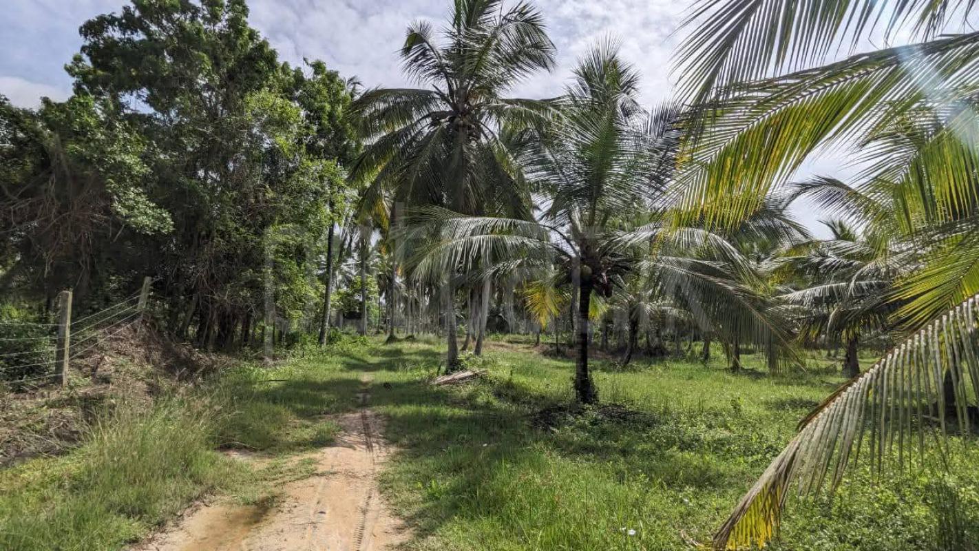 Agricultural Land for Sale in Nikaweratiya