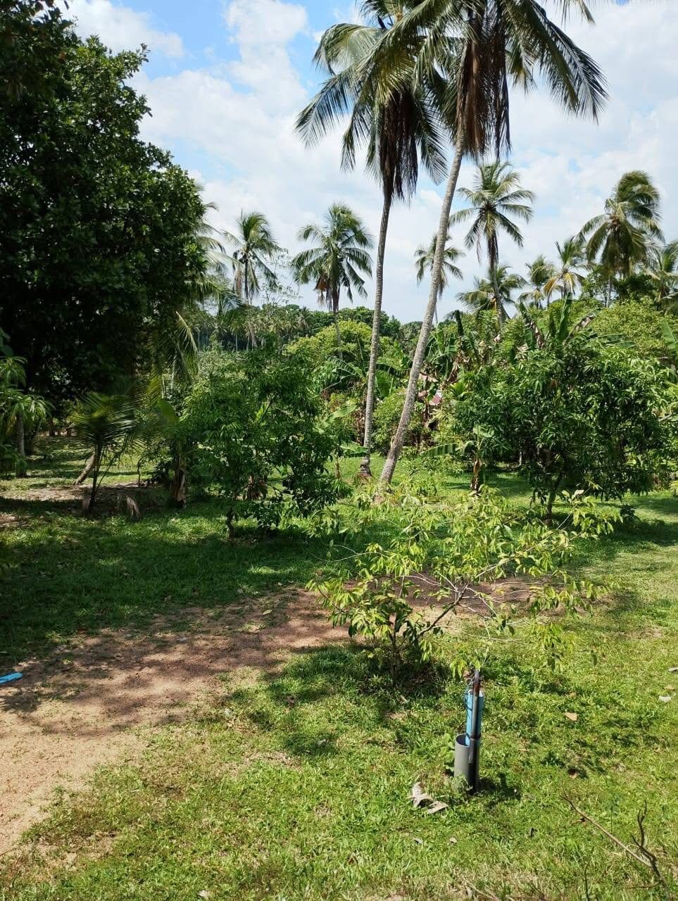 Commercial Land for Sale in Yakkala