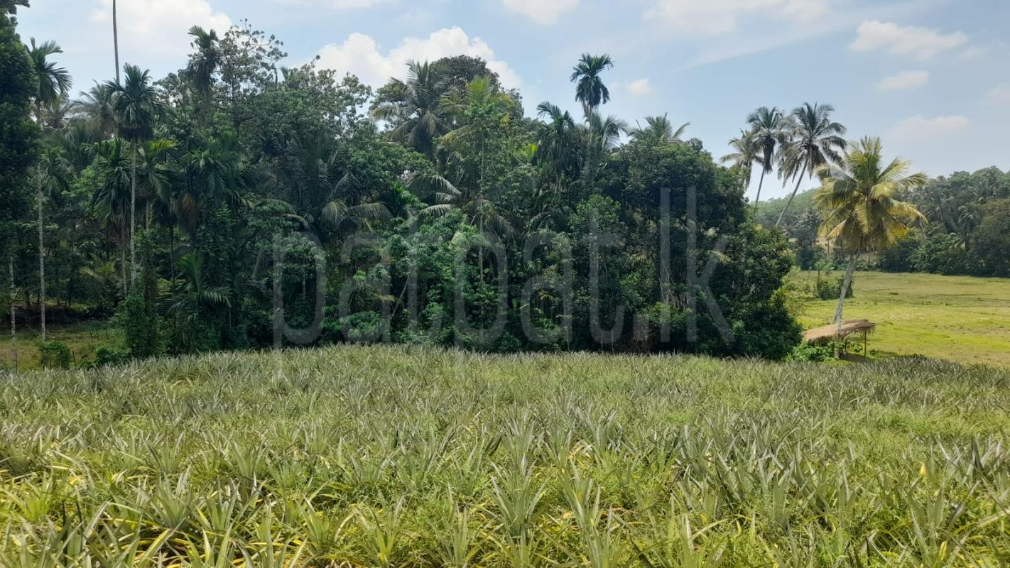 Agricultural Land for Sale in Dompe