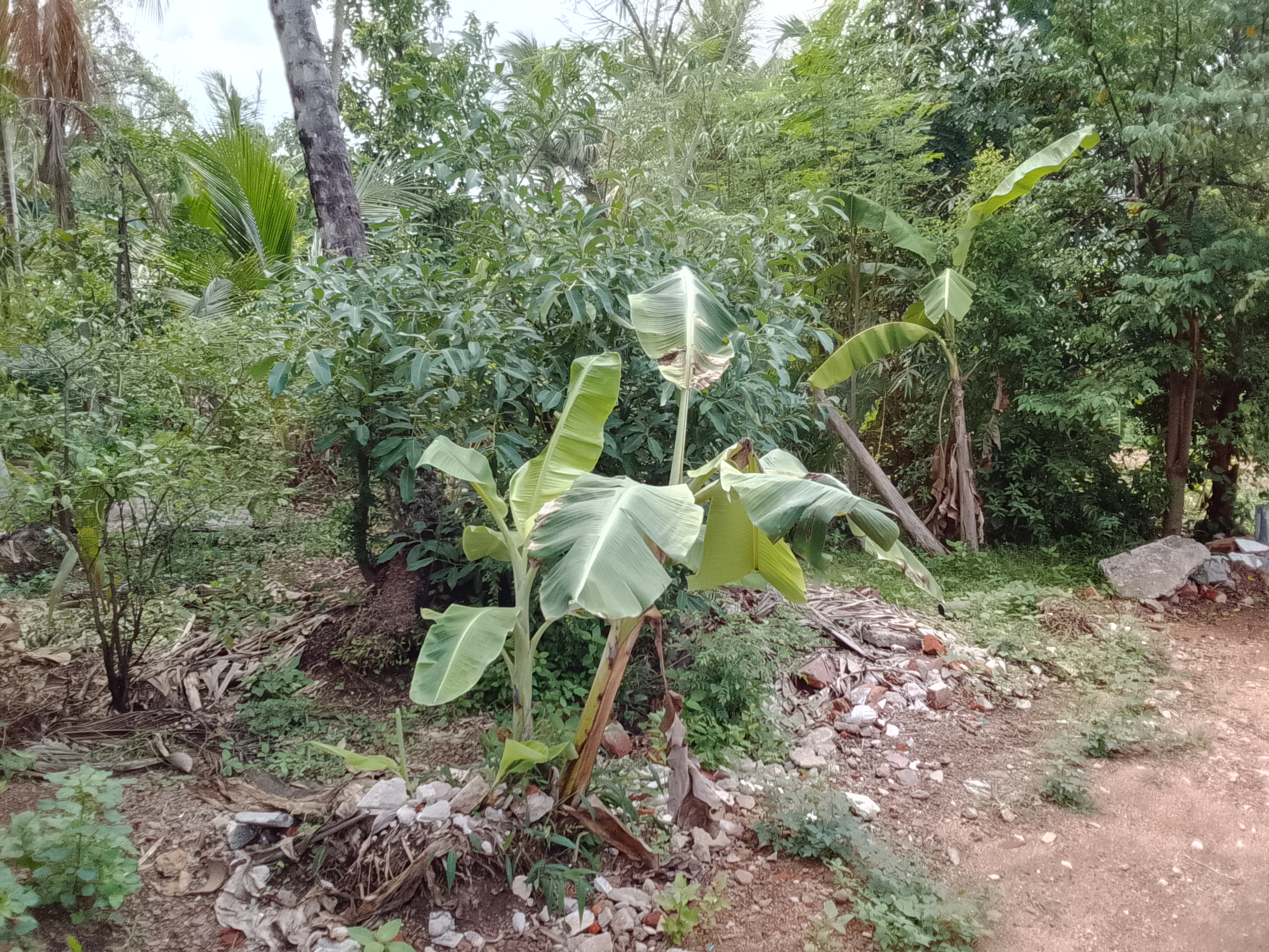 Residential Land for Sale in Kelaniya ads-image-1
