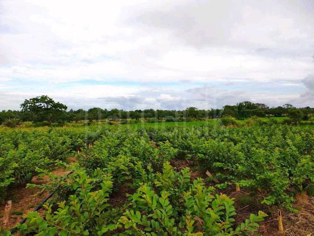 Agricultural Land for Sale in Anuradhapura