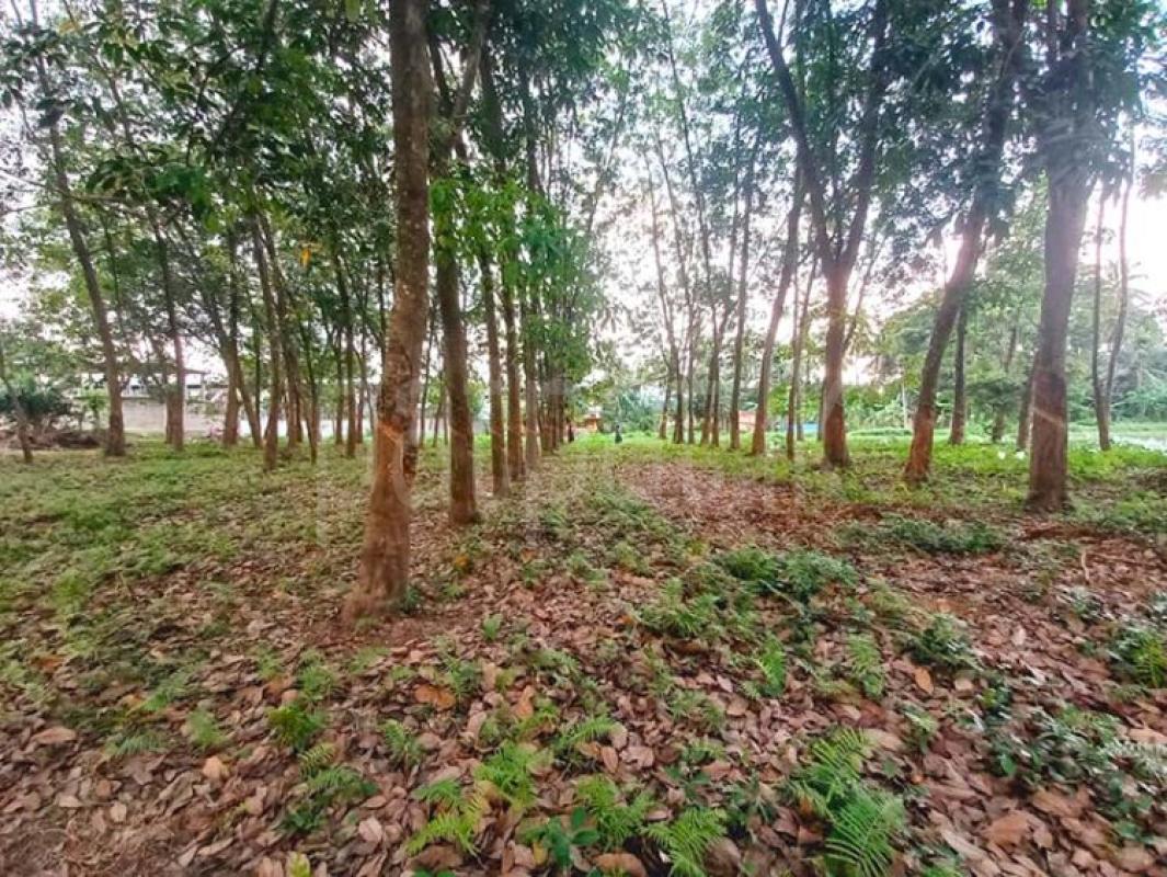 Agricultural Land for Sale in Biyagama