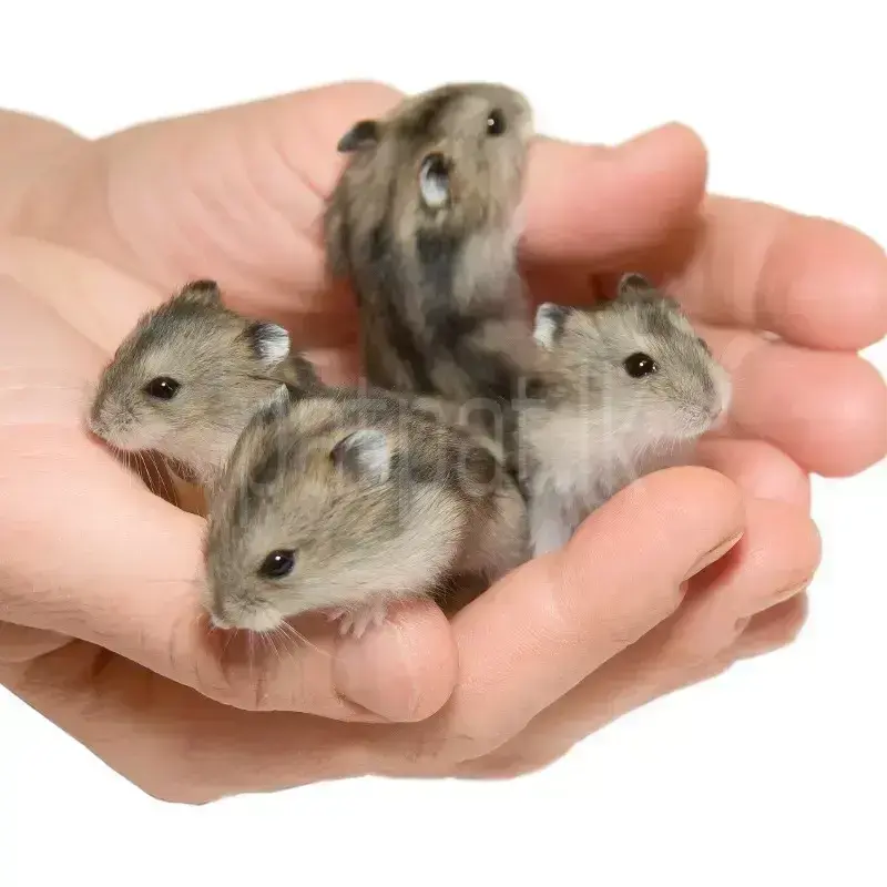 Dwarf Hamsters