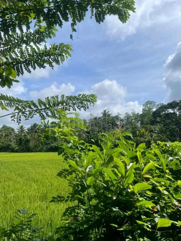 Agricultural Land for Sale in Maho