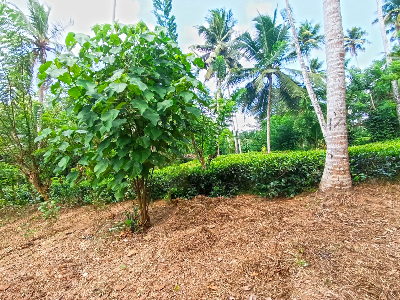 Commercial Land for Sale in Ahangama