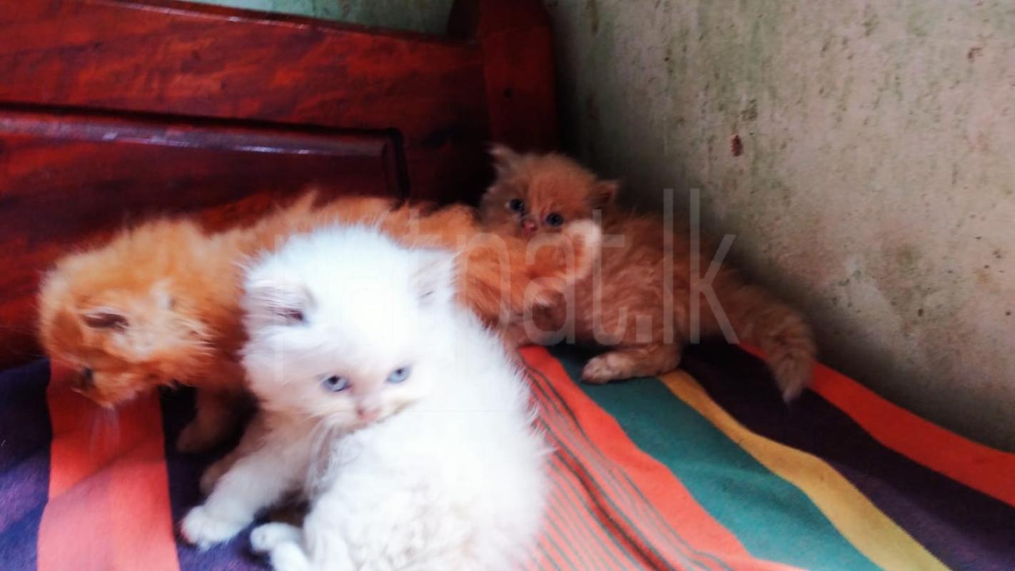 Advertisement image 7