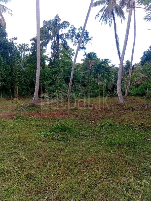 Agricultural Land for Sale in Maho