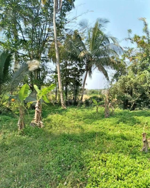 Agricultural Land for Sale in Gokaralla