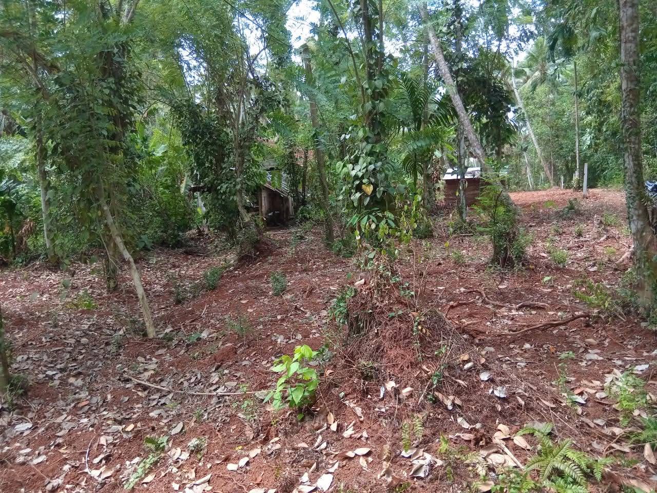 Agricultural Land for Sale in Badalgama ads-image-1